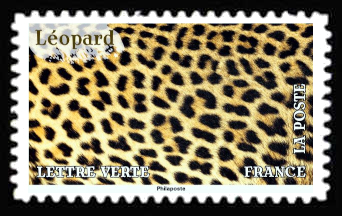  Léopard 