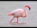 Flamant rose