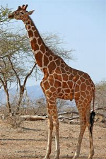 Girafe